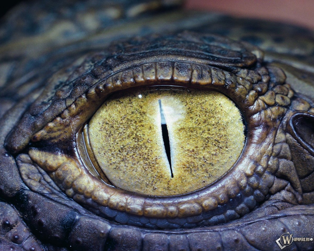 Глаза змеи