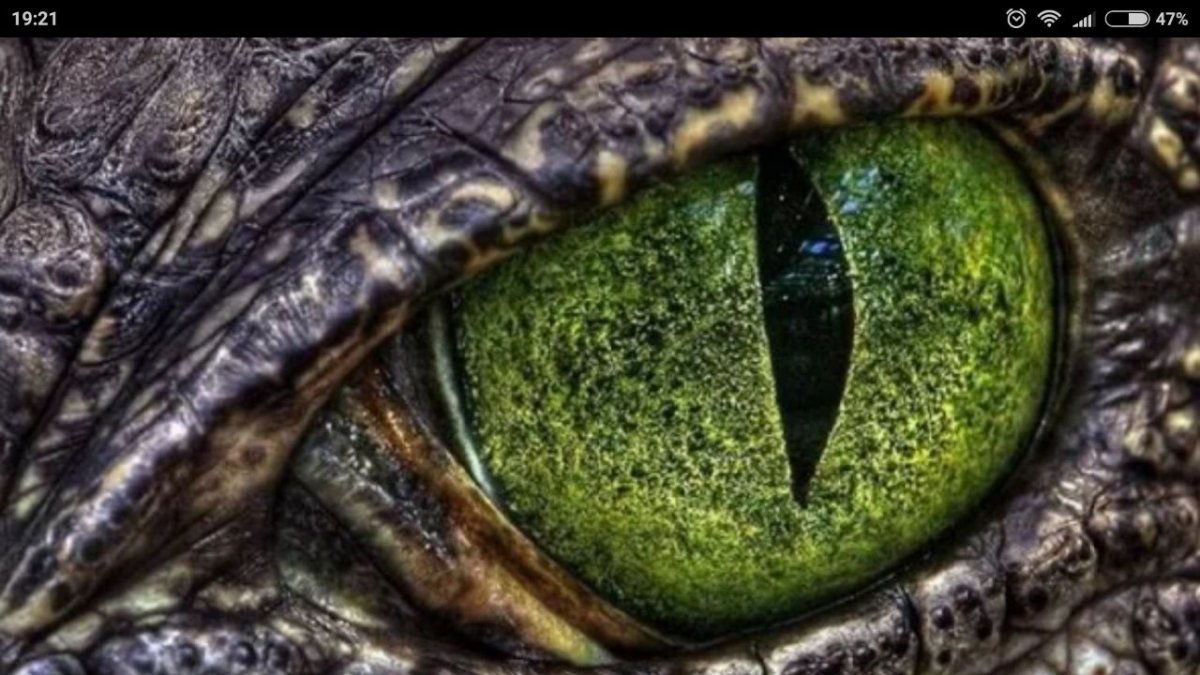 Глаз рептилии