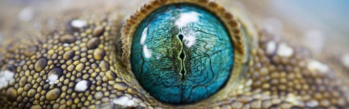 Змеи с точками у глаз