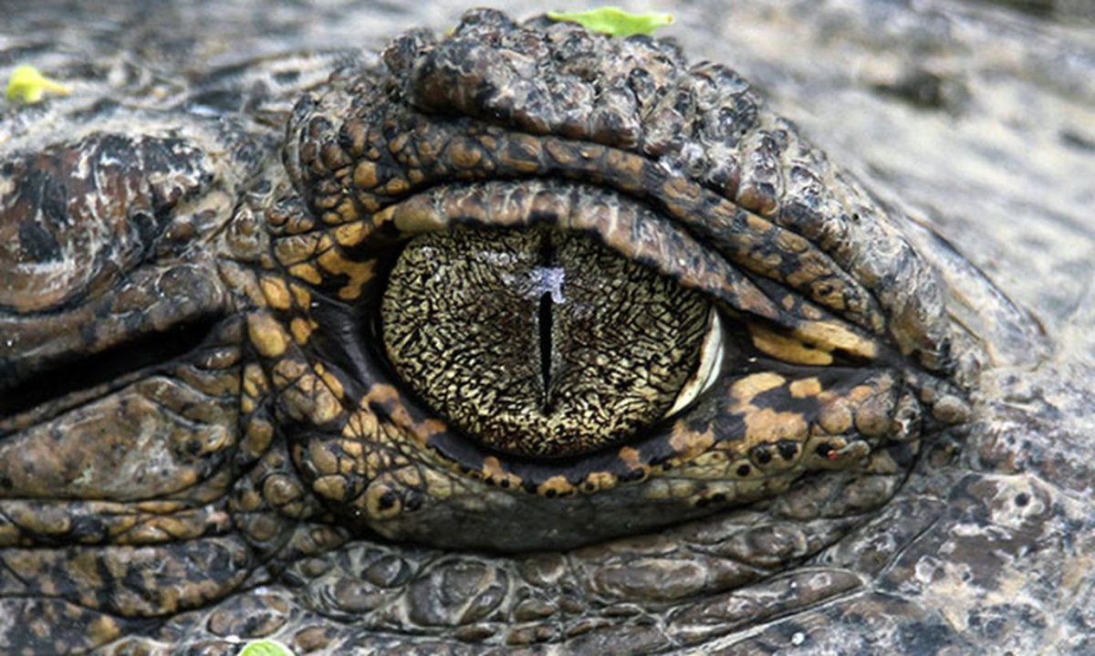 Глаза крокодила ночью