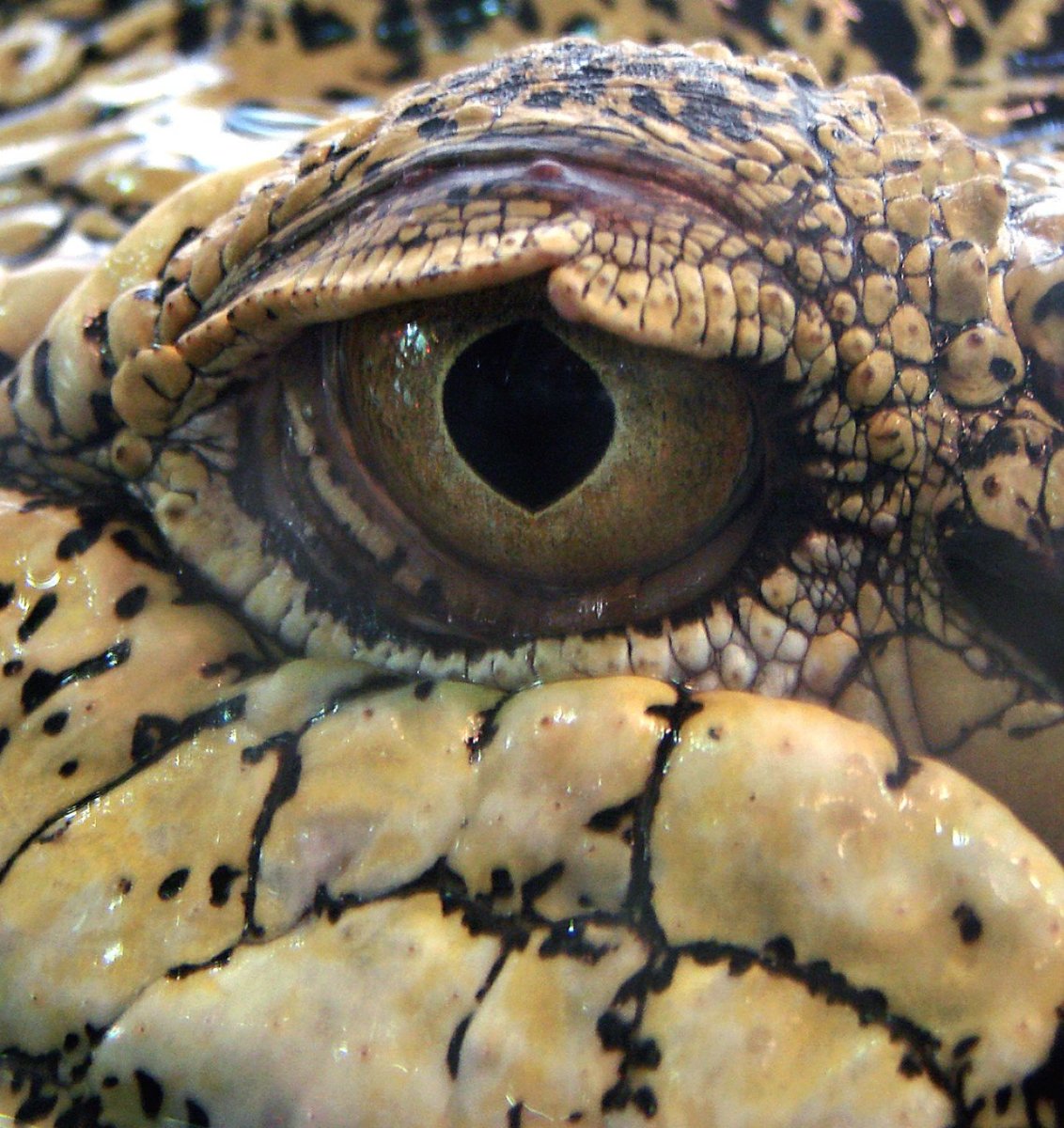 Глаза крокодилов