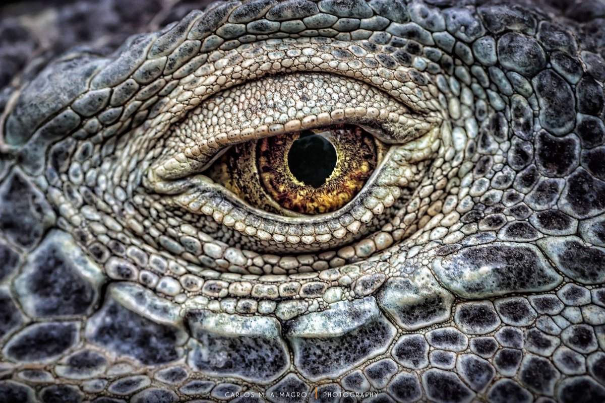 Глаз рептилии текстура