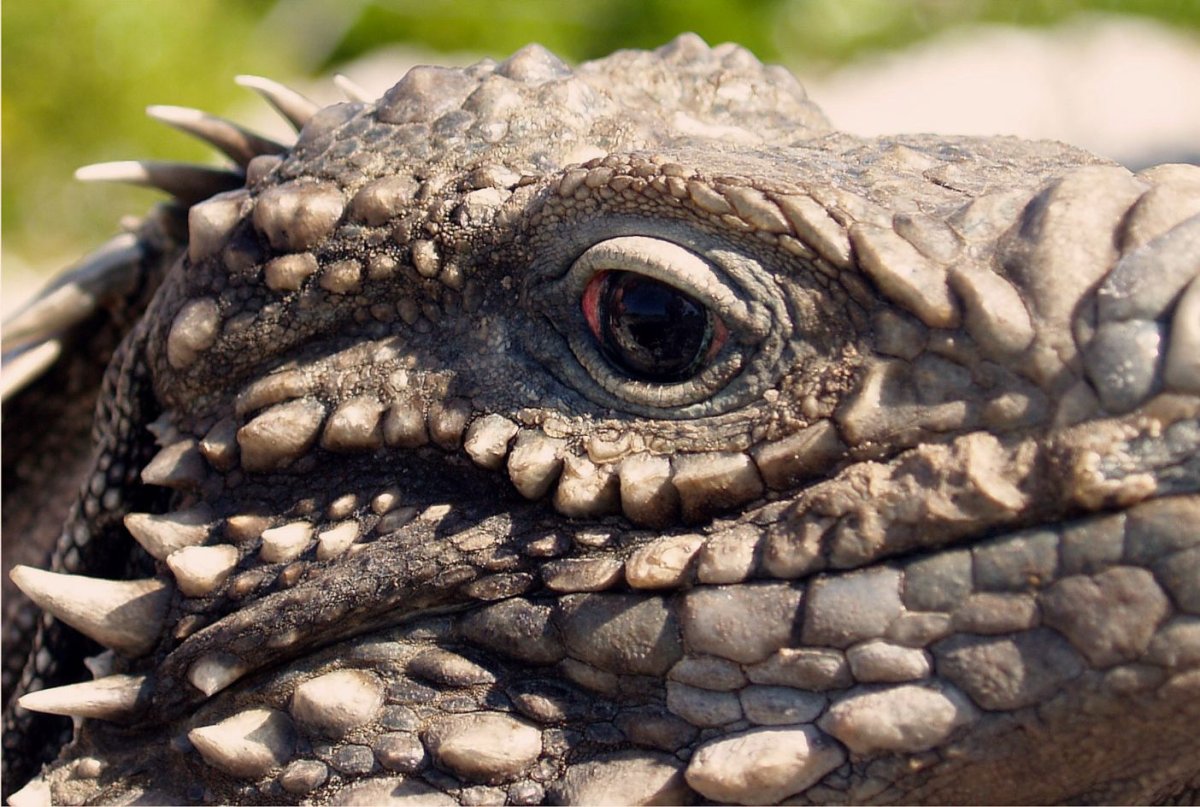 Взгляд рептилии дракон