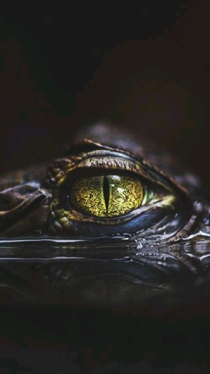 Глаз каймана