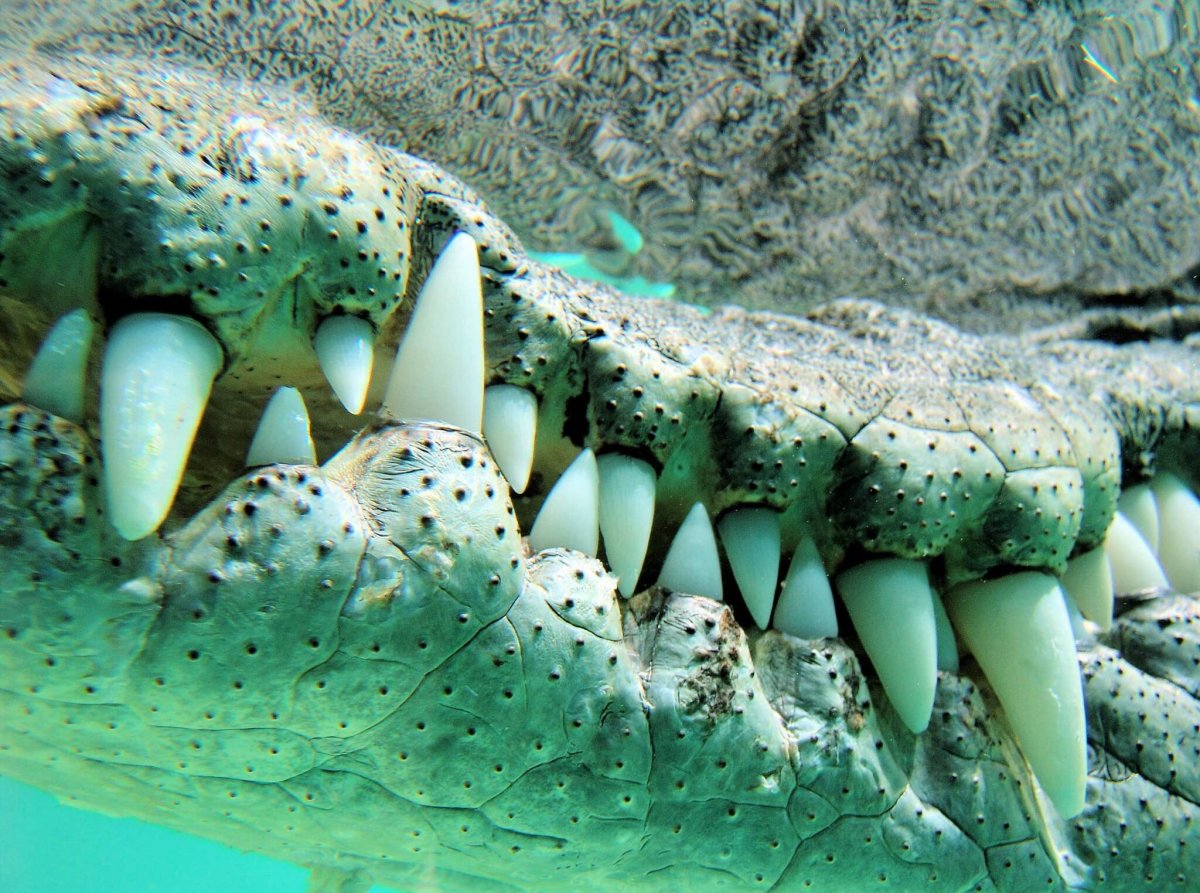 Эстетика крокодильчиков