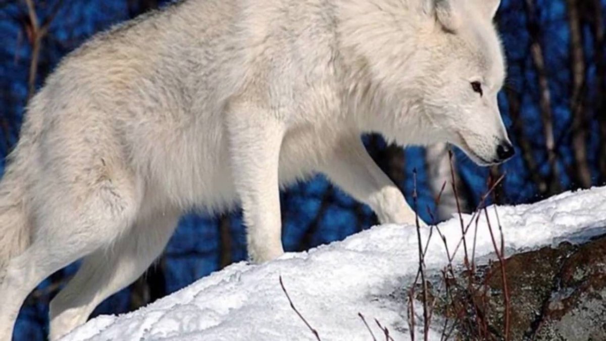 Арктический волк Геншин