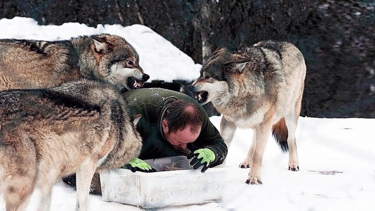 Прирученный волк