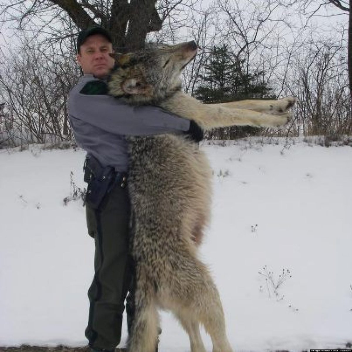 Встреча с дикими животными в лесу