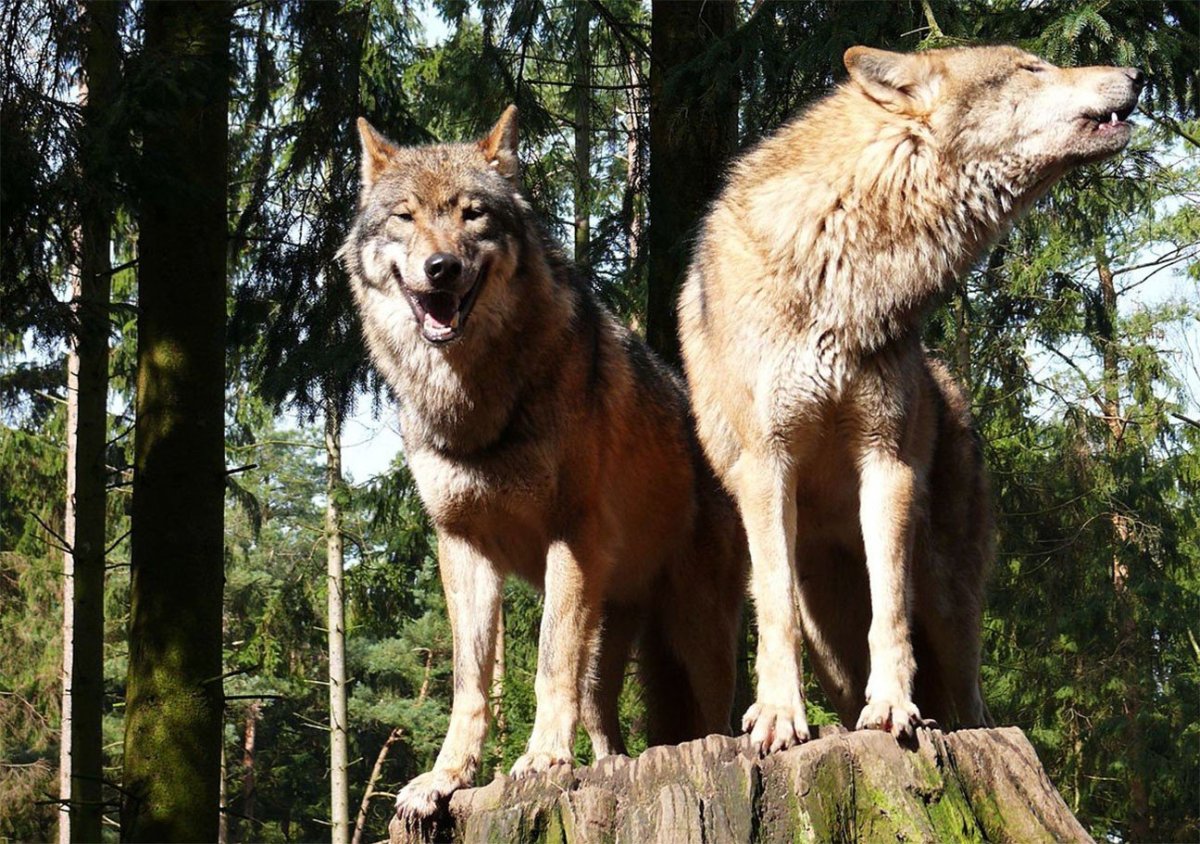 Самый крупный волк в мире