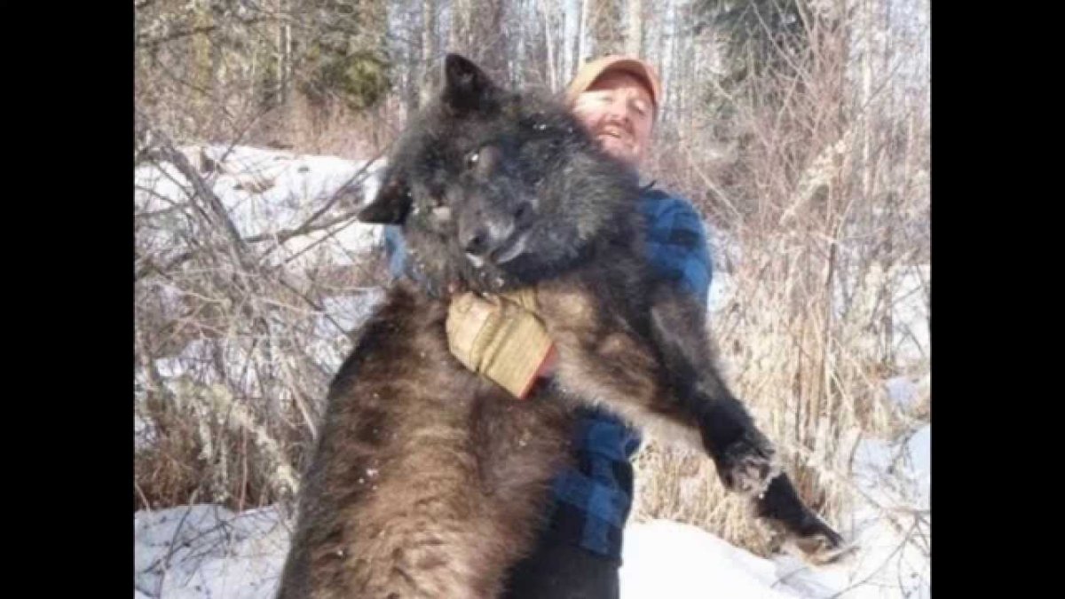 Самый большой канадский волк