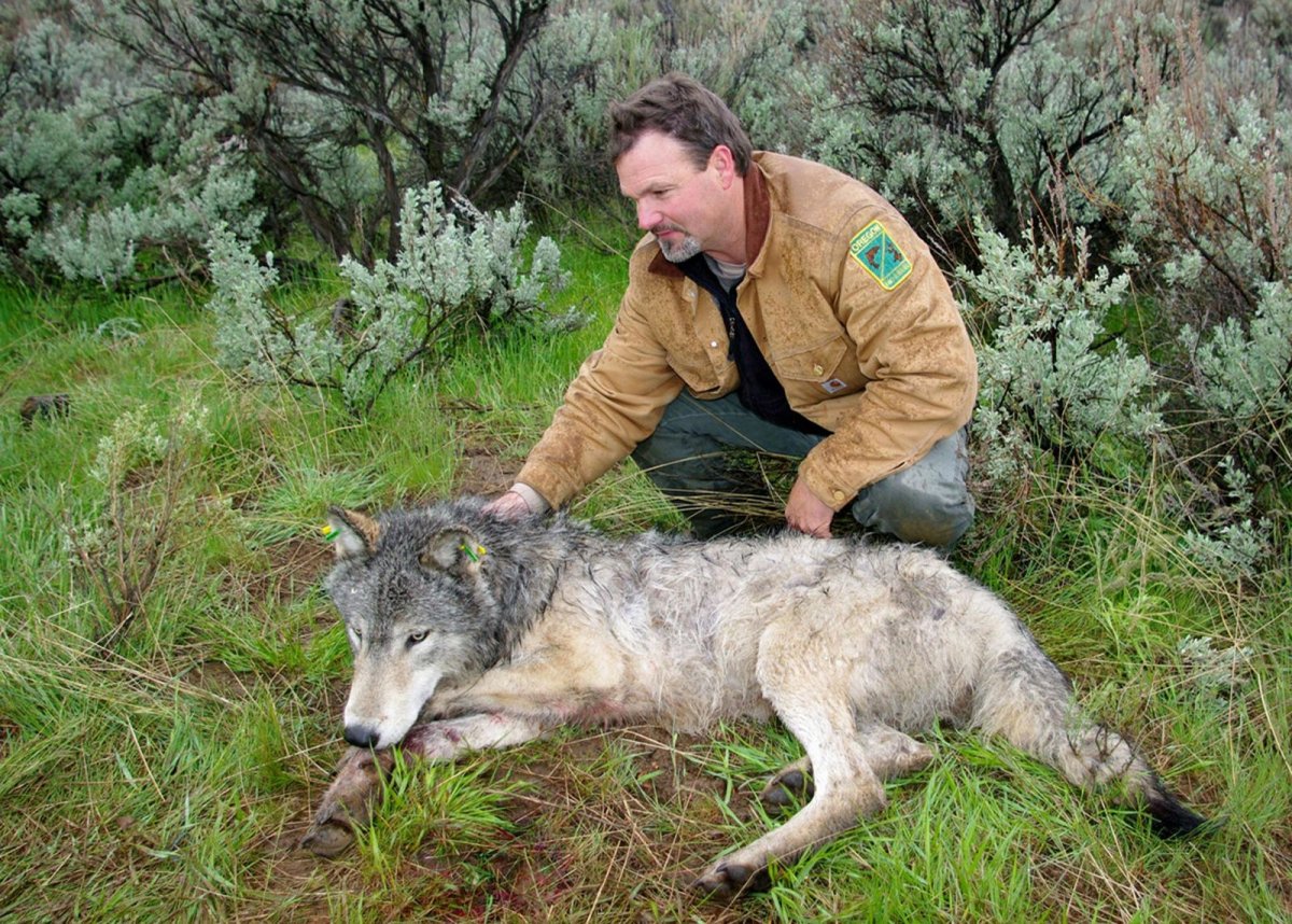 Самый опасный волк в мире