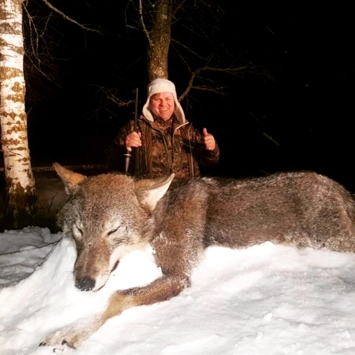 Волк Акелла Андрей Мусиенко