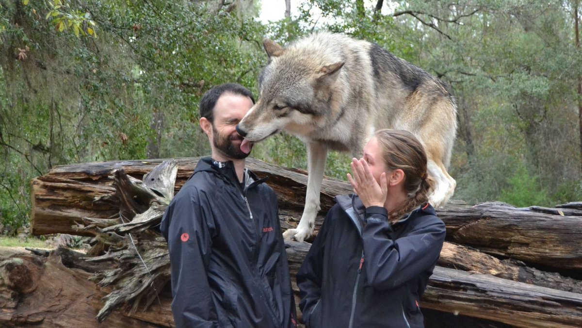 Шерстистый волк Тибет