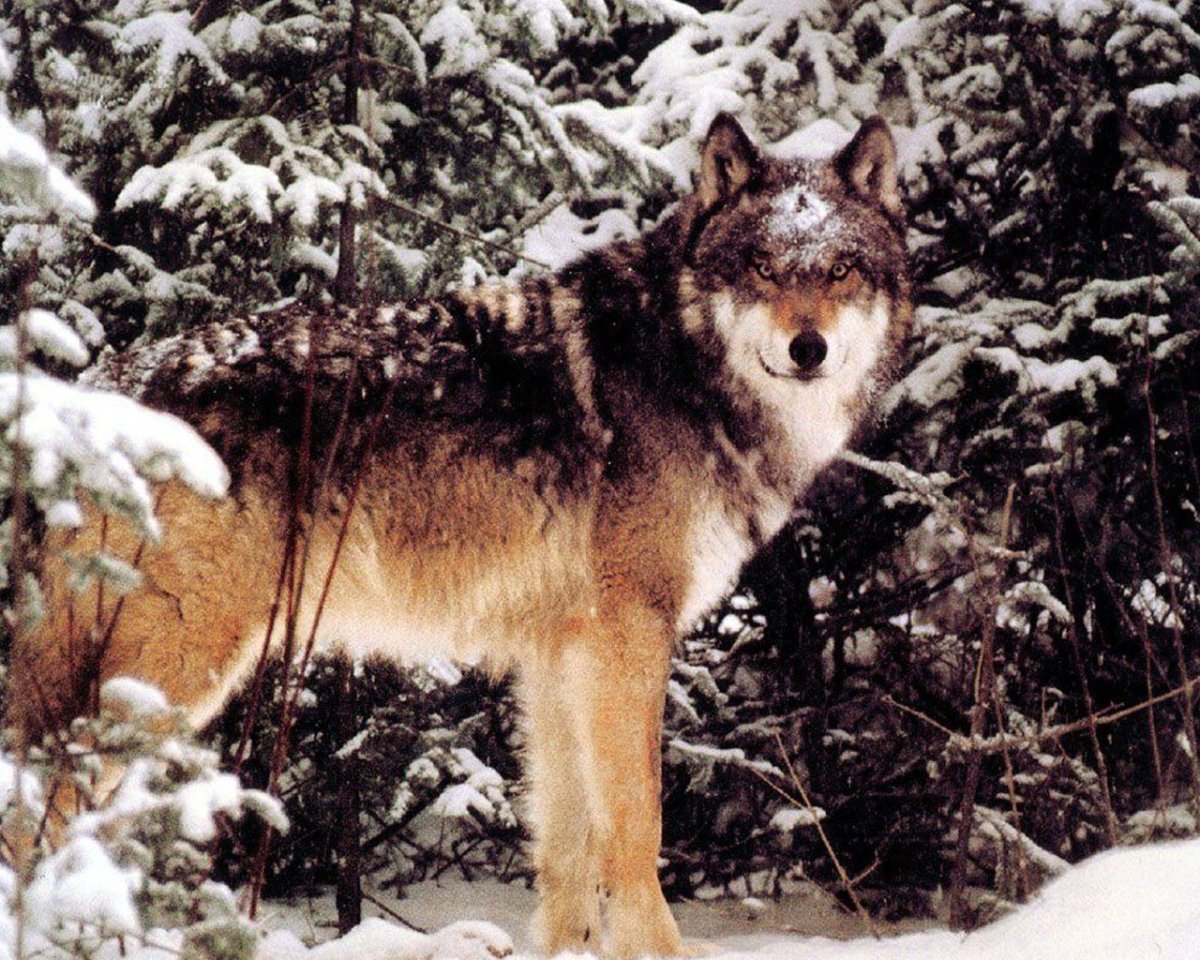 Мосбахский волк