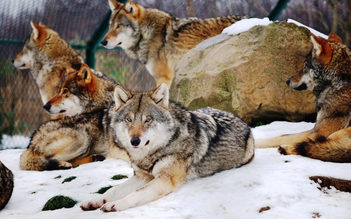 Большие волки самый крупный