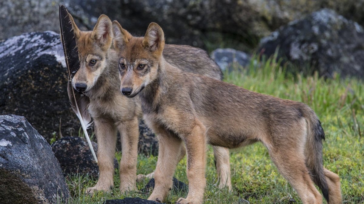 Волкособ рост
