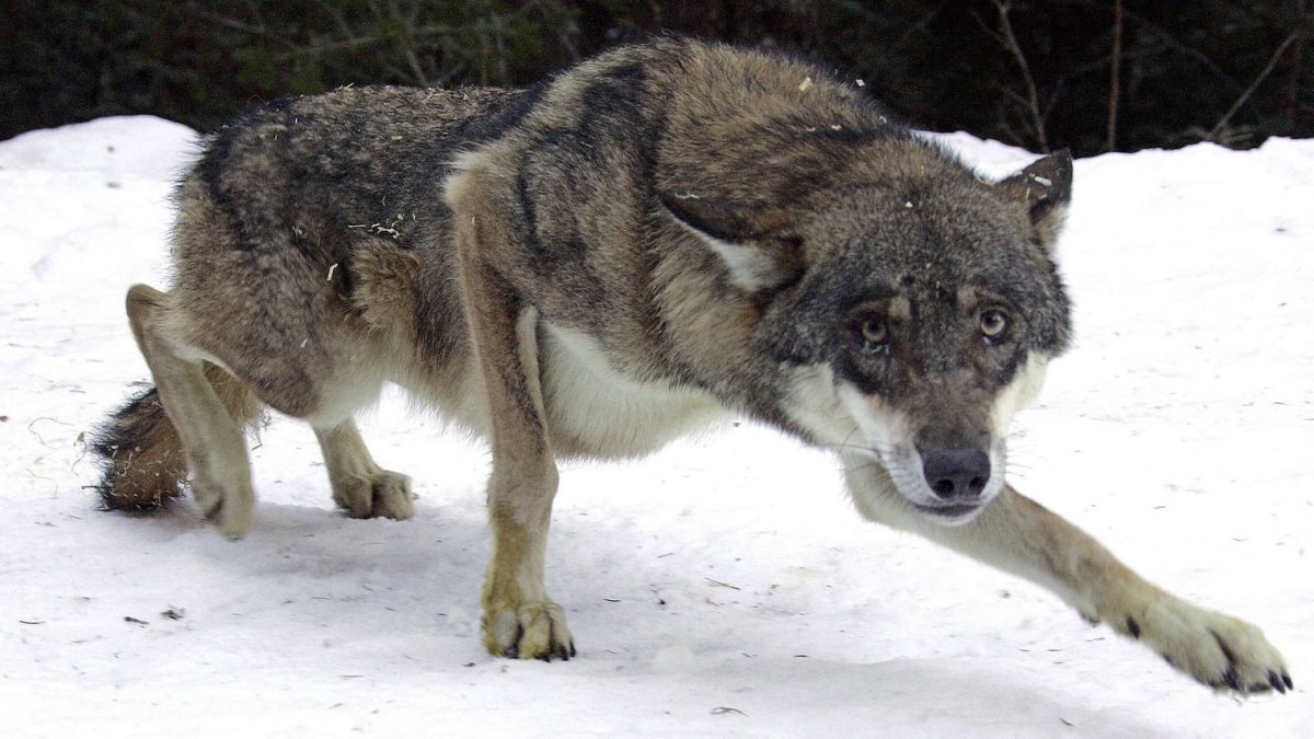 Стая сибирских Волков