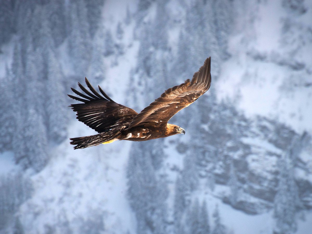 Горный Беркут