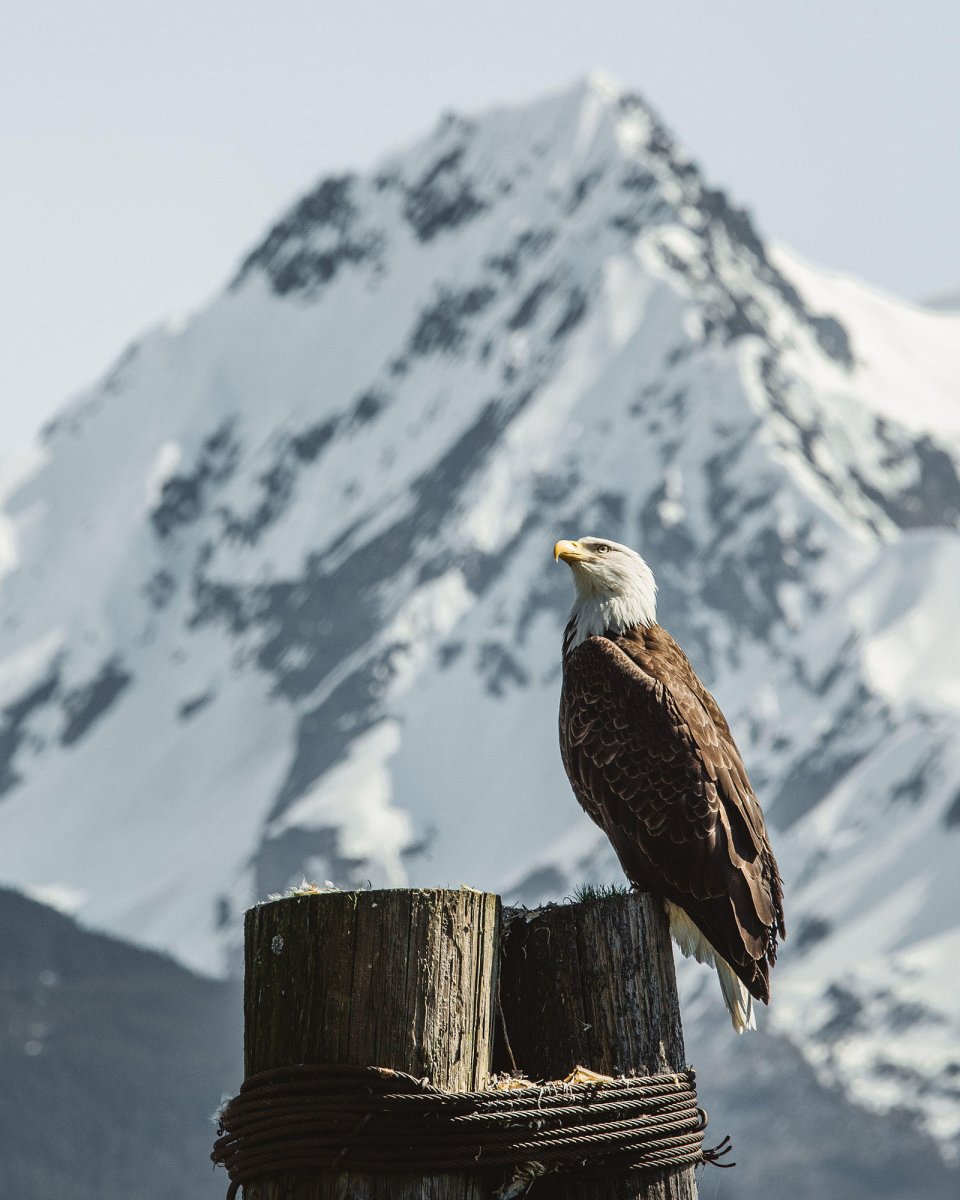 Mountain Eagle