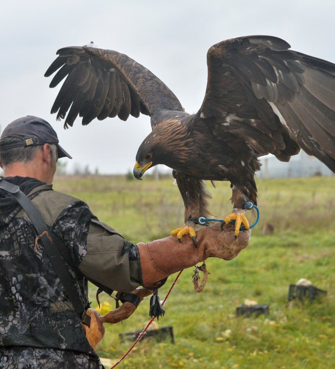 Охота с Беркутом Красноярск