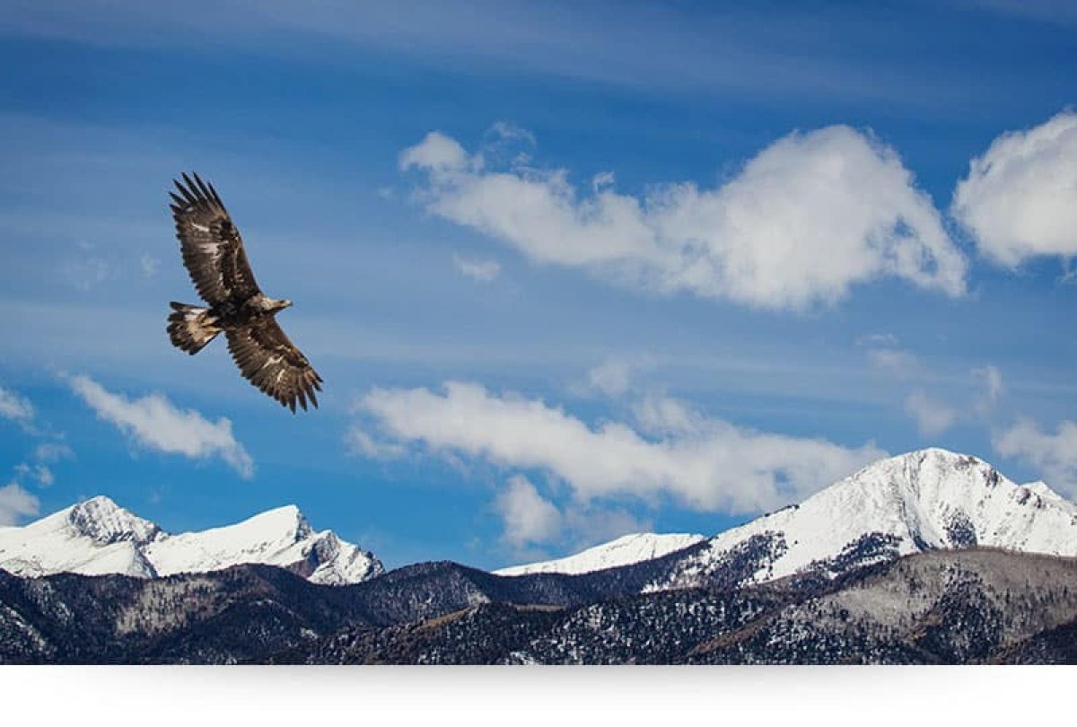 Степной Орел и Беркут