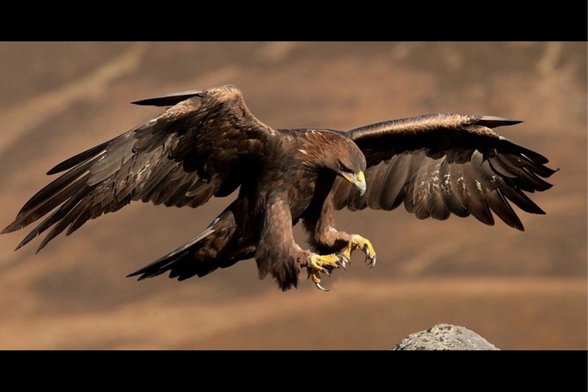Орел Беркут на охоте
