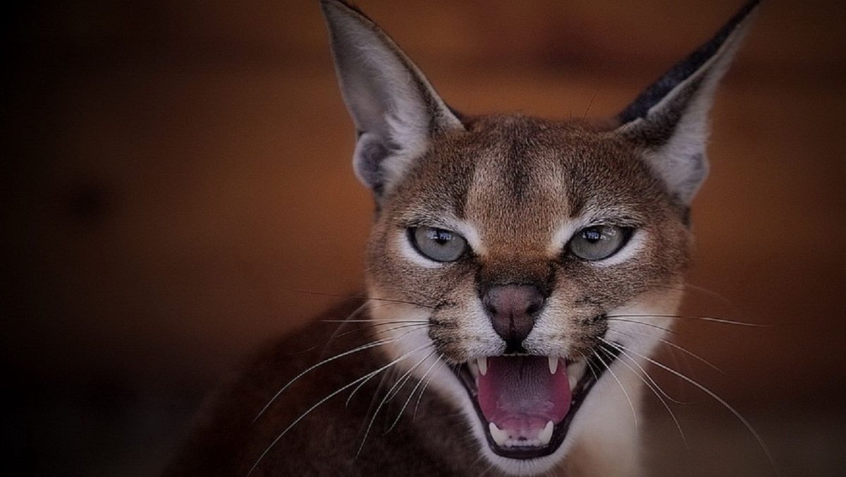 Кошки породы каракал