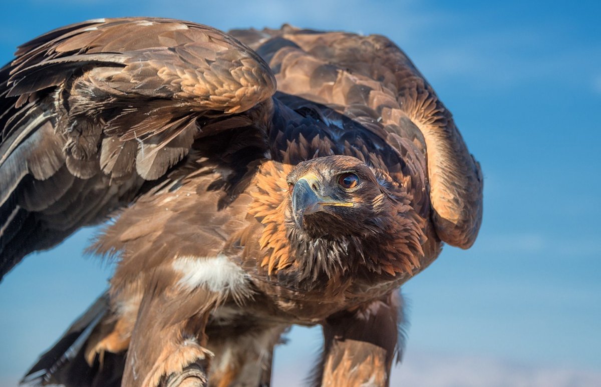 Беркутчи картина