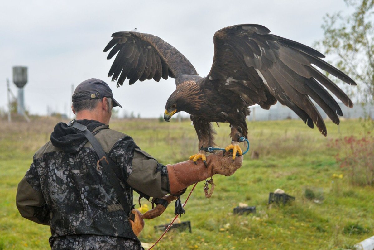 Питомник хищных птиц Галичья гора
