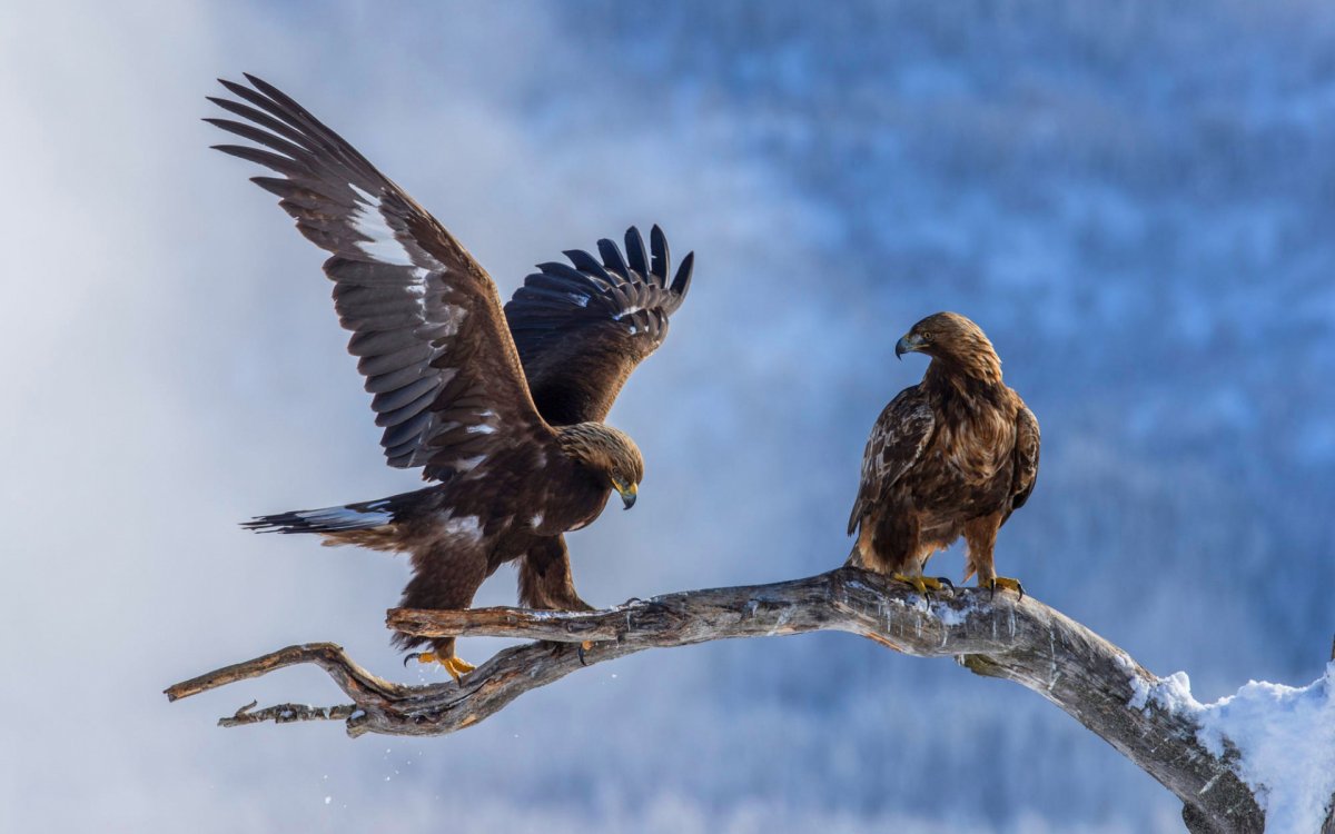 Беркут и Орлан белохвост