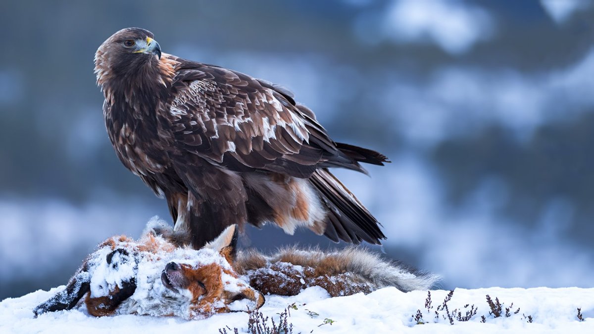 Королевский Беркут