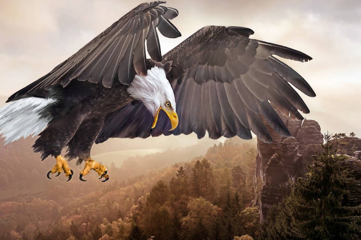 Горный Орел птица