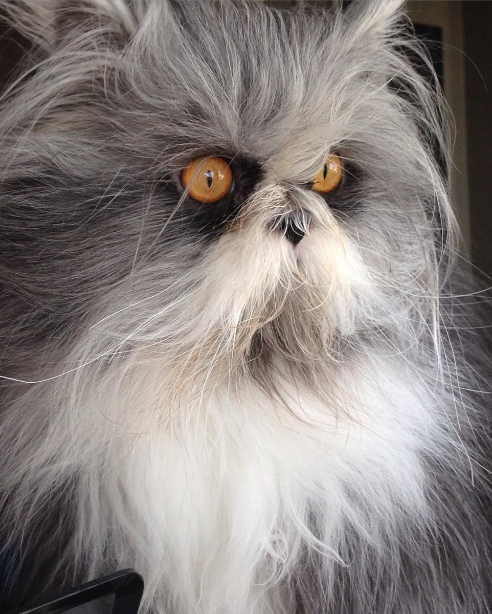 Персидская шиншилла Вилфред