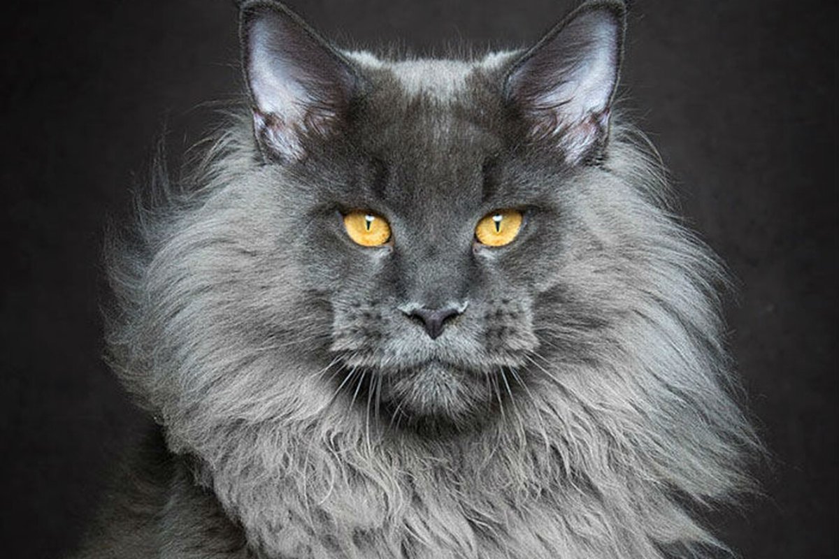 Коты Мейн куны