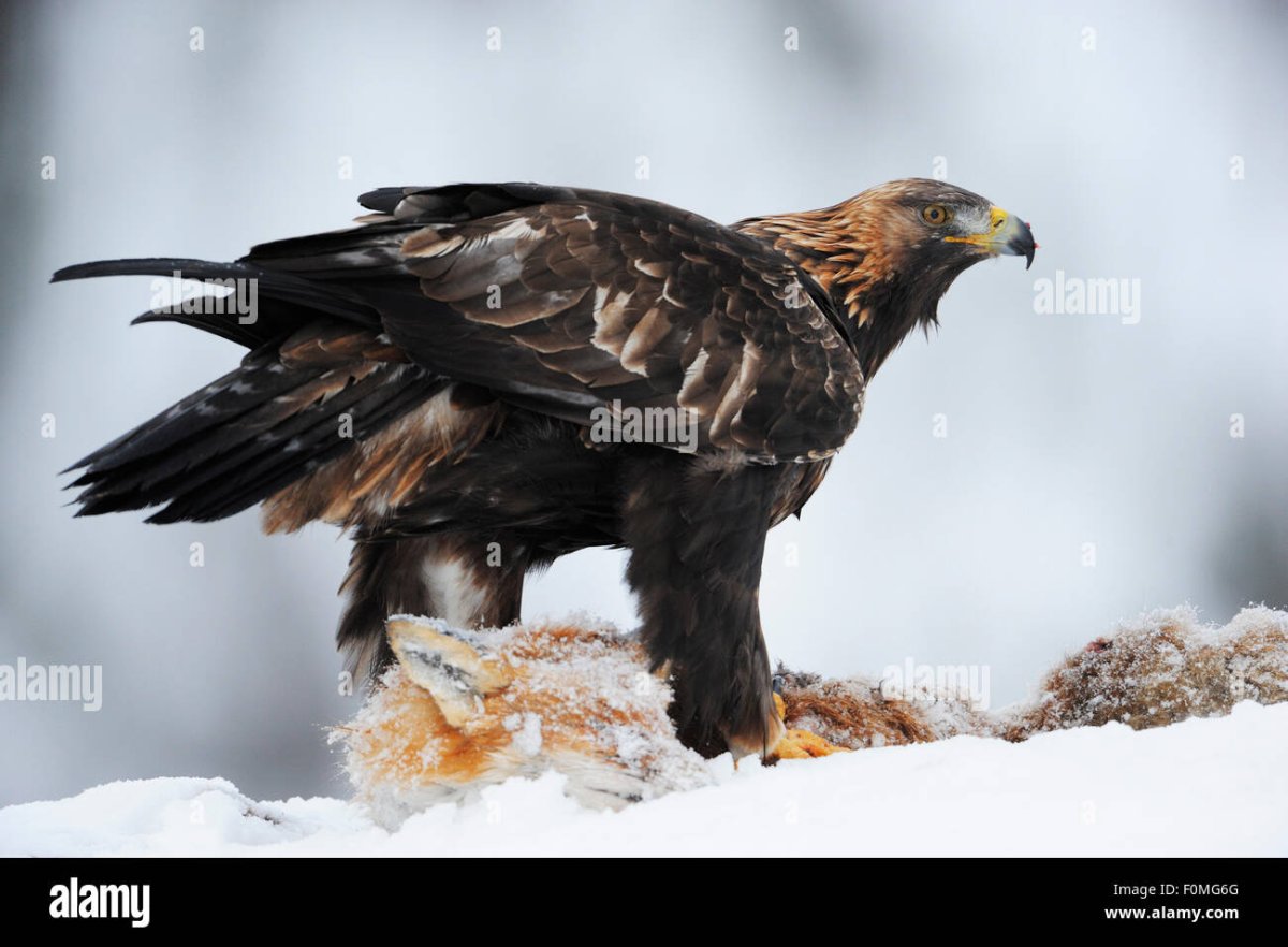 Беркут в горах