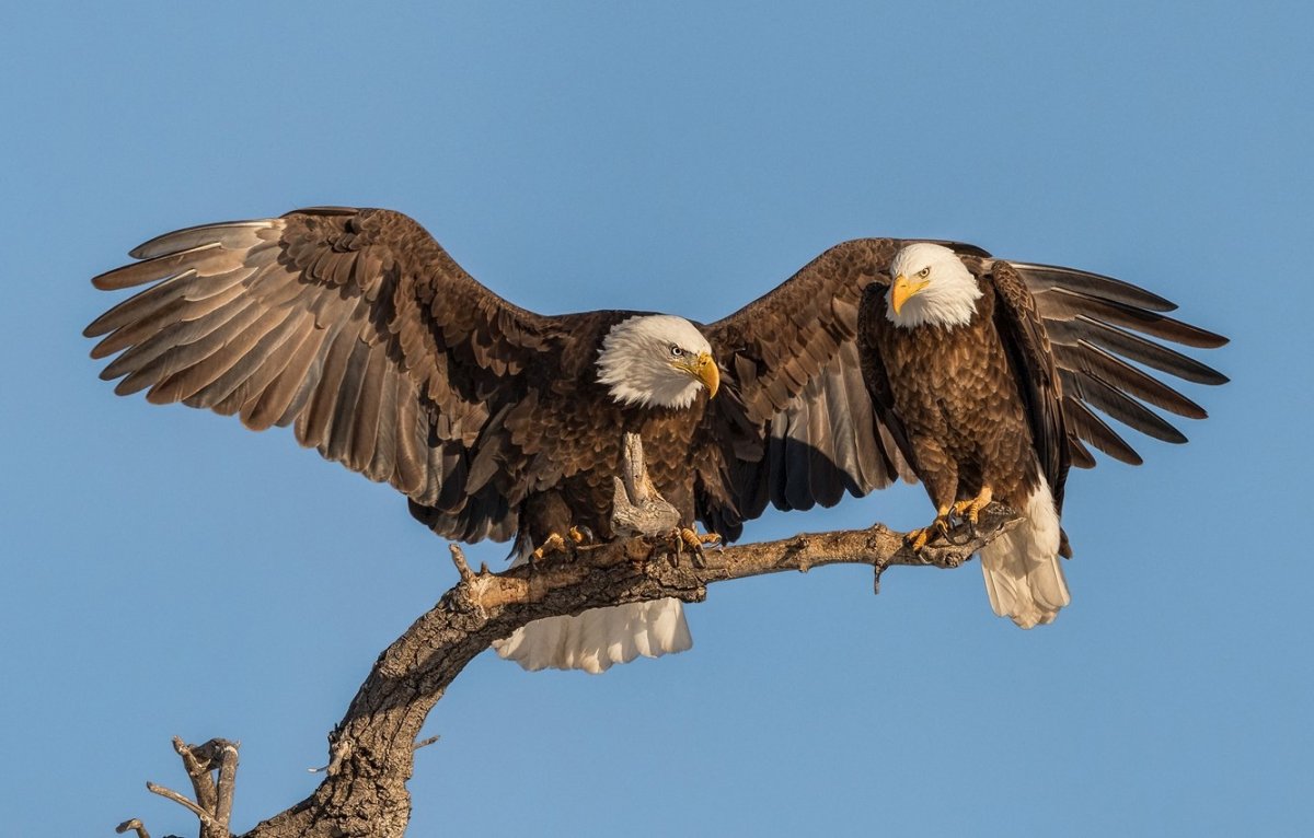 Орлан белохвост и белоголовый Орлан