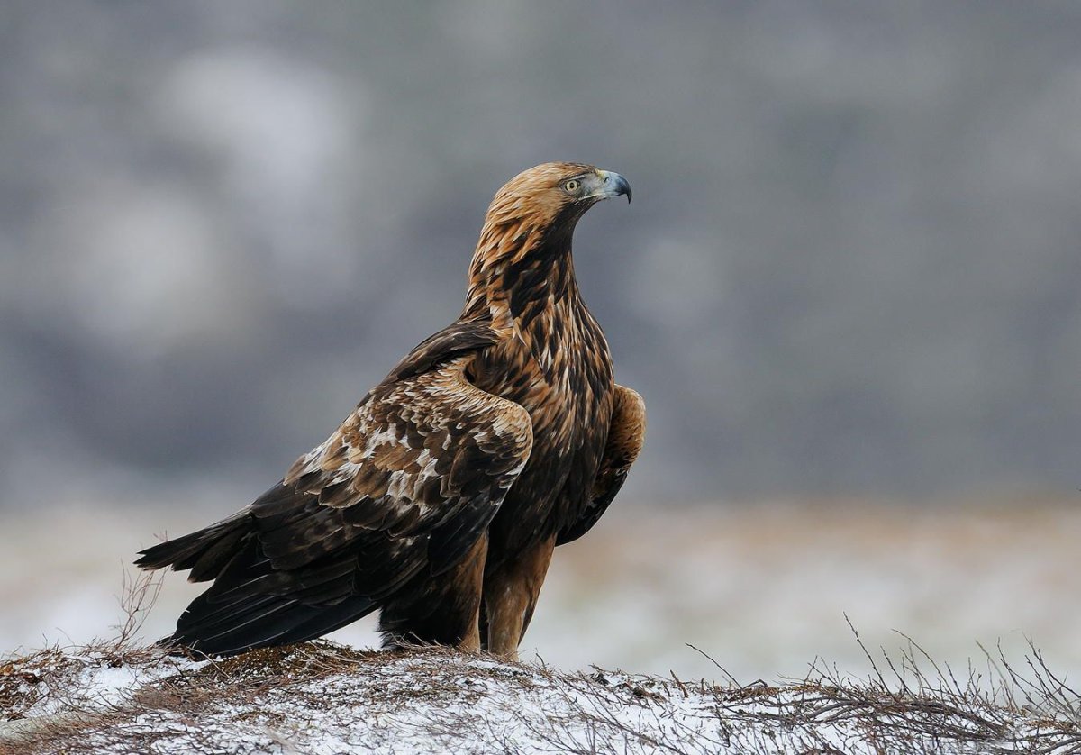 Орёл Беркут против белоголового орлана