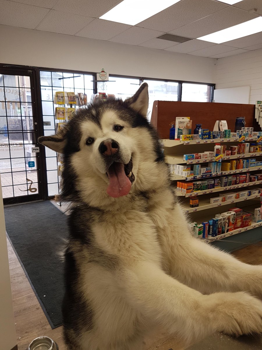 Аляскинский маламут и дети