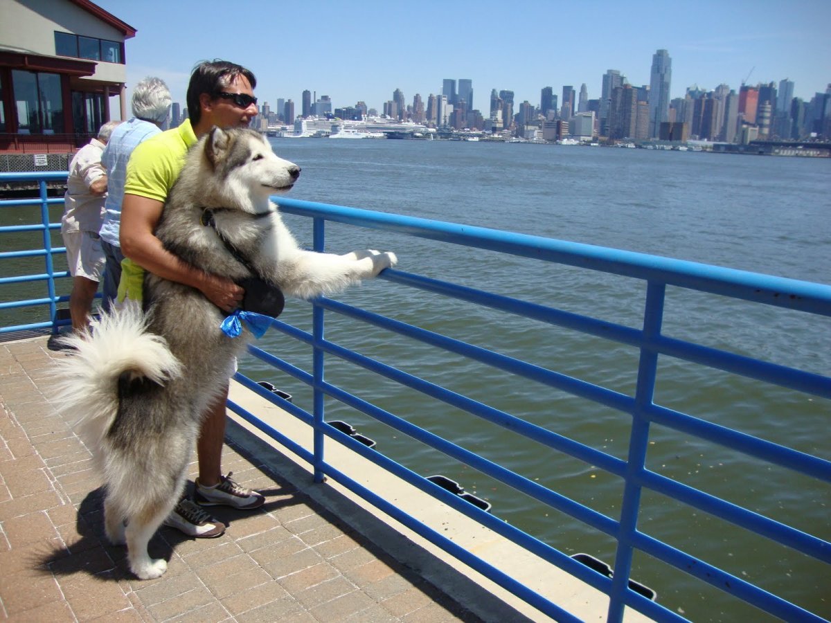 Маламут Аляскинский ги