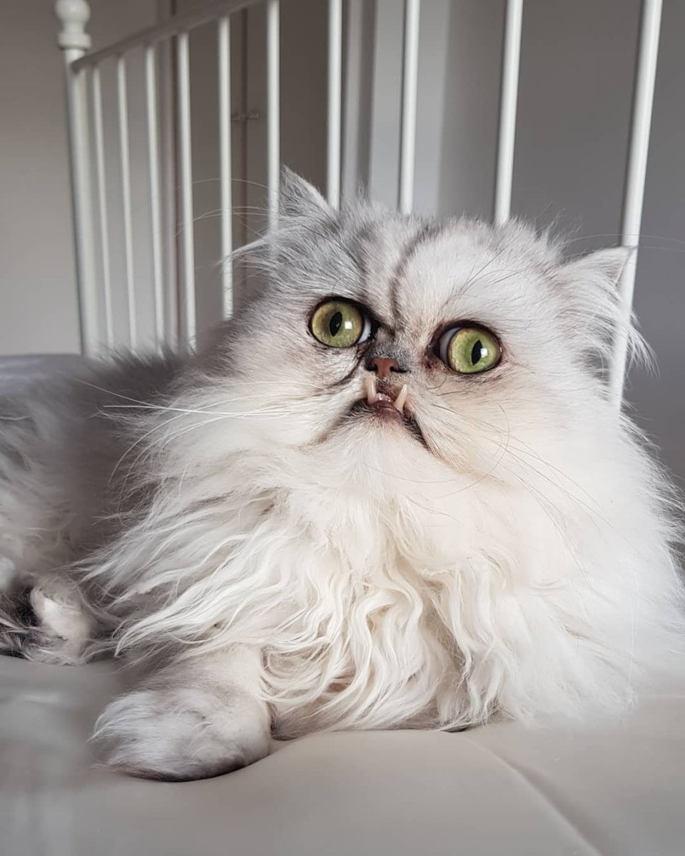 Персидская шиншилла кот Уилфред