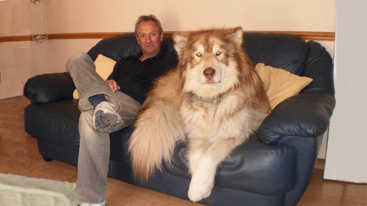 Порода собак маламут