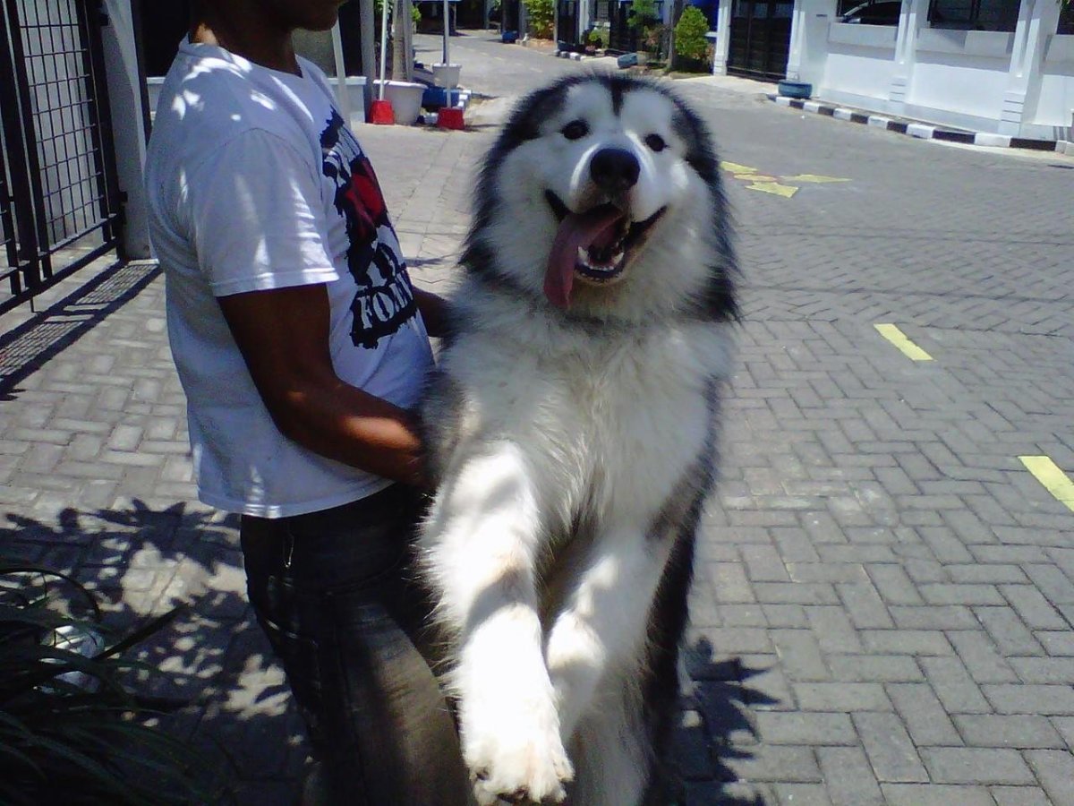 Маламут Аляскинский гигант