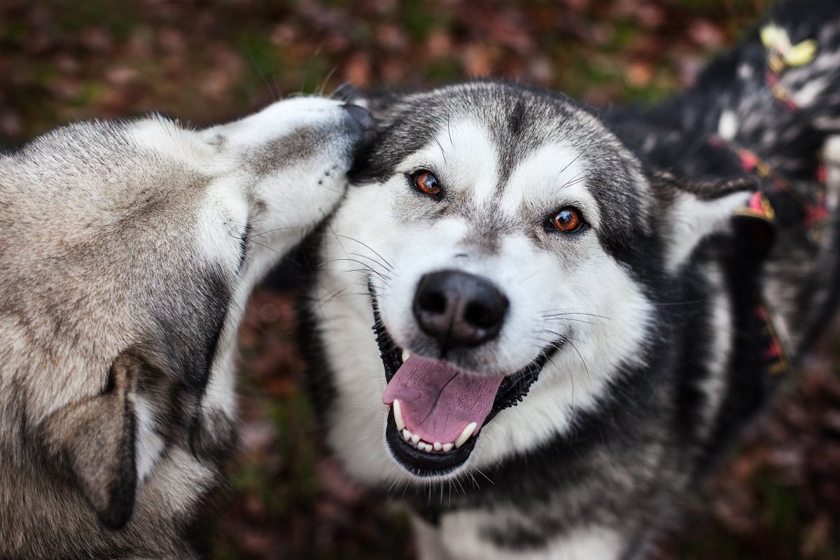 Очень большой маламут