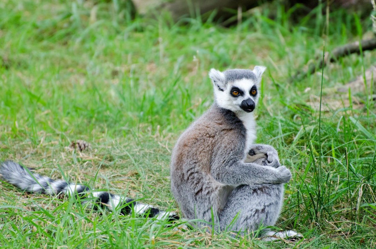 Лемур Ялта Интурист