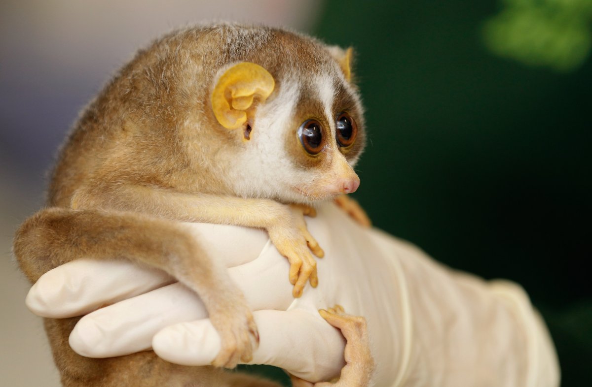 Мадагаскарский лемур