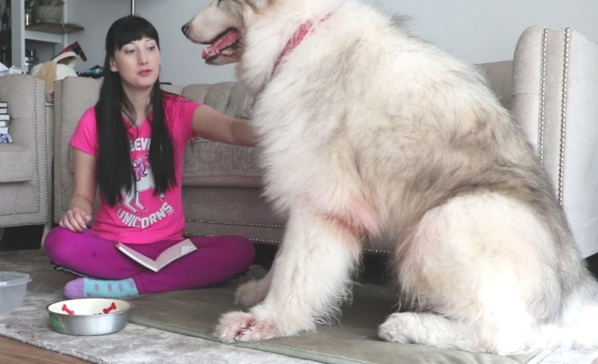 Маламут с человеком взрослая