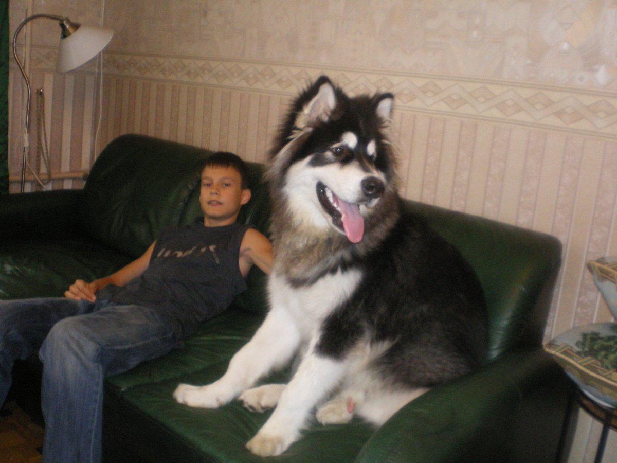 Тибетский мастиф и алабай