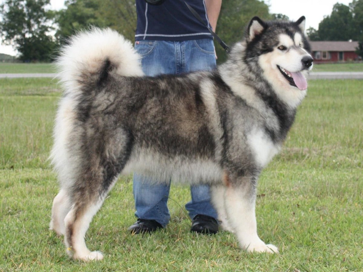 Аляскинский маламут