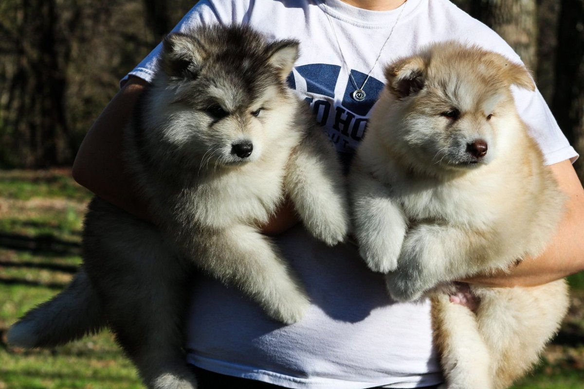 Лайка Аляскинский маламут