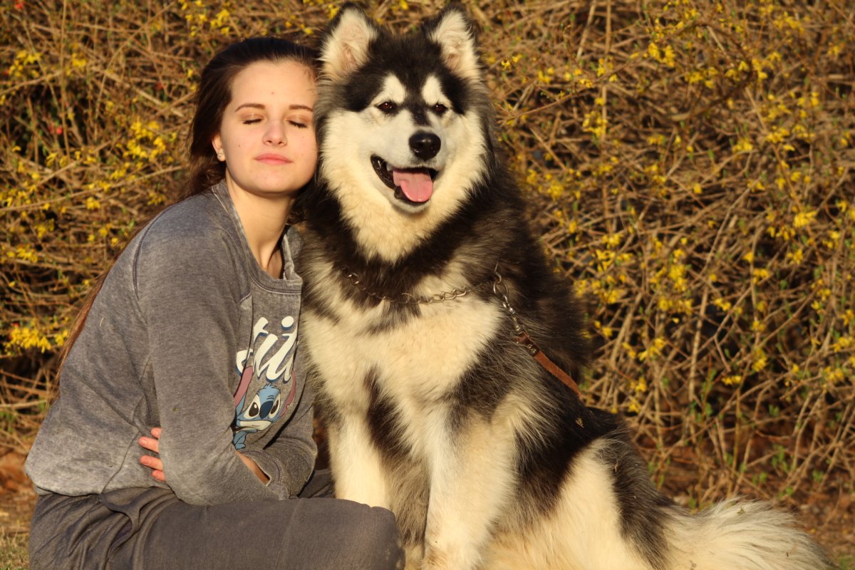 Маламут Аляскинский гигант